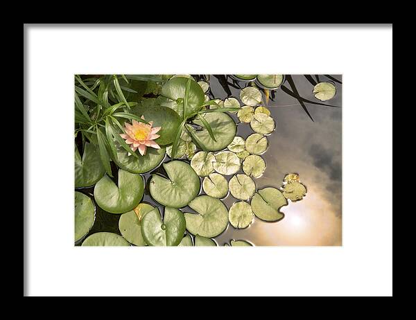 Water Lilies Framed Print featuring the photograph Reflected Light upon Flowering Water Lilies by Jason Politte