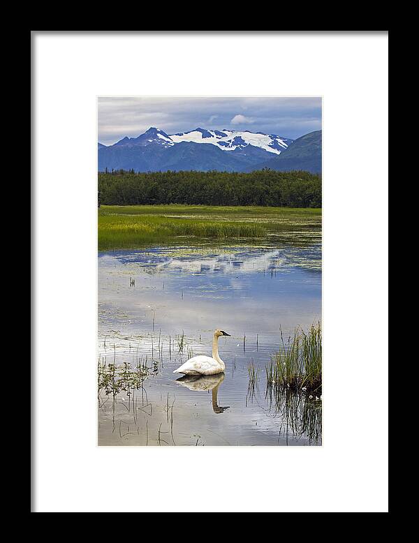 Swan Framed Print featuring the photograph Reflecting Swan by Saya Studios