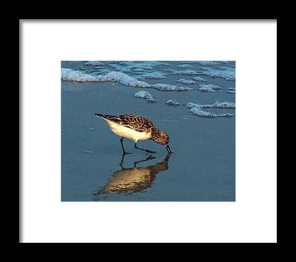 Sandpiper Framed Print featuring the photograph Reflection At Sunset by Sandi OReilly