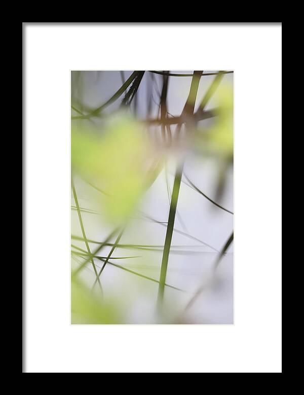 Balance Framed Print featuring the photograph Reflection of grasses in the surface of a lake - available for licensing by Ulrich Kunst And Bettina Scheidulin
