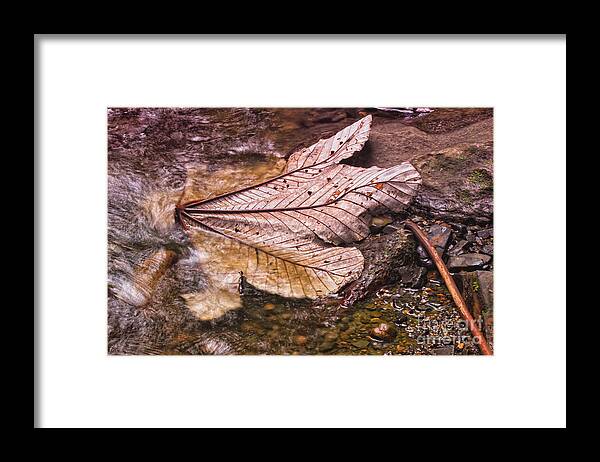 Nature Framed Print featuring the photograph Reflections of Nature by Mary Lou Chmura
