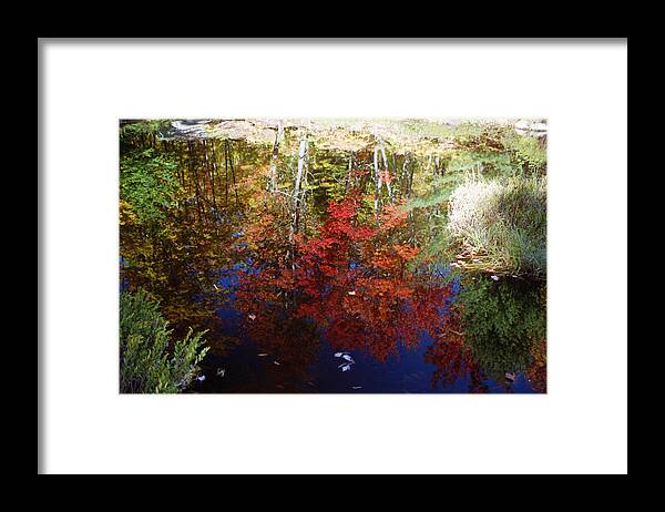Nature Framed Print featuring the photograph Reflections on Algonquin by David Porteus