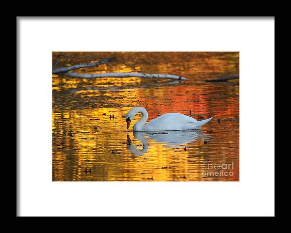 Golden Framed Print featuring the photograph Reflections on Golden Pond by Jayne Carney