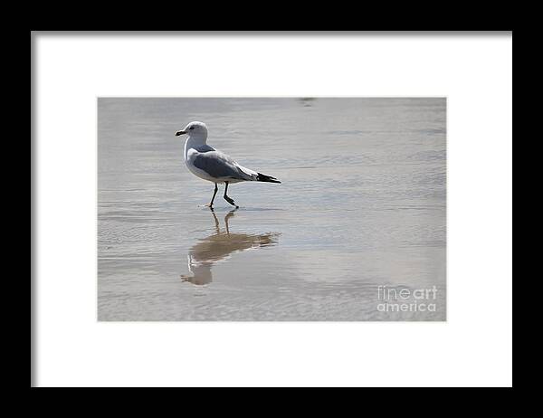 Seagull Framed Print featuring the photograph Reflective Seagull by Deena Withycombe