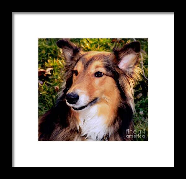 Collie Framed Print featuring the photograph Regal Shelter Dog by Luther Fine Art