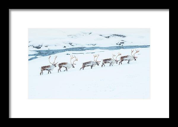Snow Framed Print featuring the photograph Reindeer Herd Walking Through Snow Field by Coolbiere Photograph