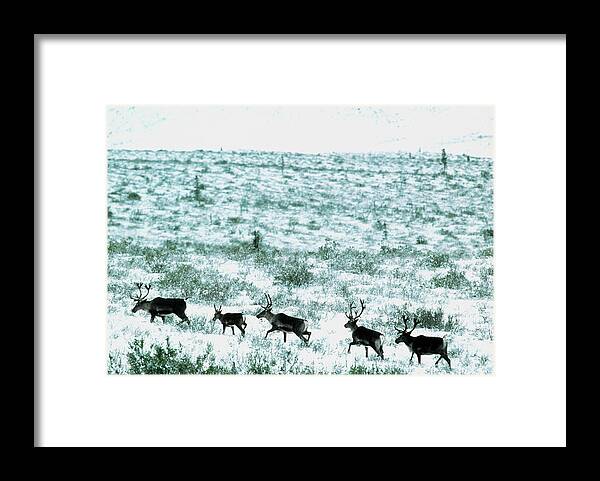 Caribou Framed Print featuring the photograph Reindeer Herd by William Ervin/science Photo Library