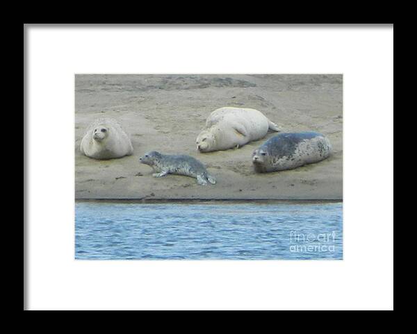 Seals Framed Print featuring the photograph Relaxation by Gallery Of Hope 