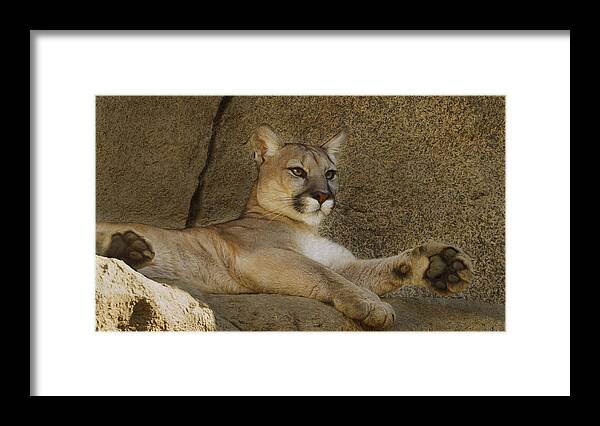 Animal Framed Print featuring the photograph Relaxin' by Brian Cross