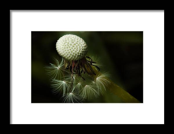 Dandelion Framed Print featuring the photograph Life Is Short by Michael Eingle