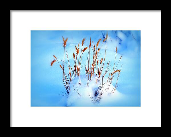 Winter Framed Print featuring the photograph Remnants of Life by Lisa Holland-Gillem