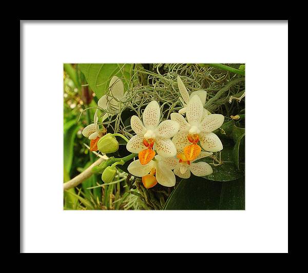 Fine Art Framed Print featuring the photograph Renewal by Rodney Lee Williams