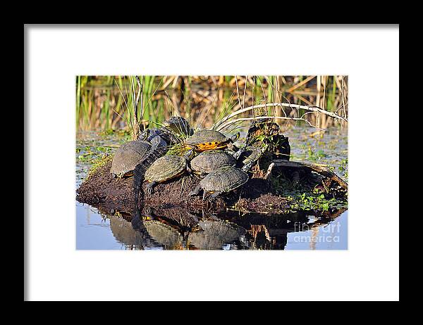Turtle Framed Print featuring the photograph Reptile Refuge by Al Powell Photography USA