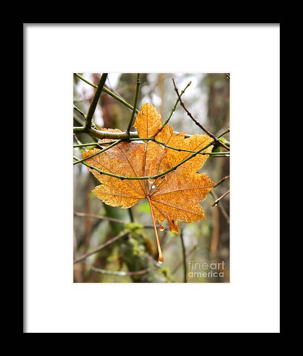 Leaves Framed Print featuring the photograph Rescued by Gallery Of Hope 