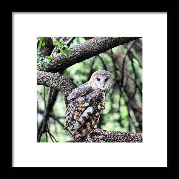Owl Framed Print featuring the photograph Owl Pose by Chris Reid
