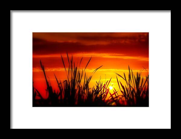 Ross Barnett Reservoir Framed Print featuring the photograph Reservoir Sunset Tall Grass by Jim Albritton