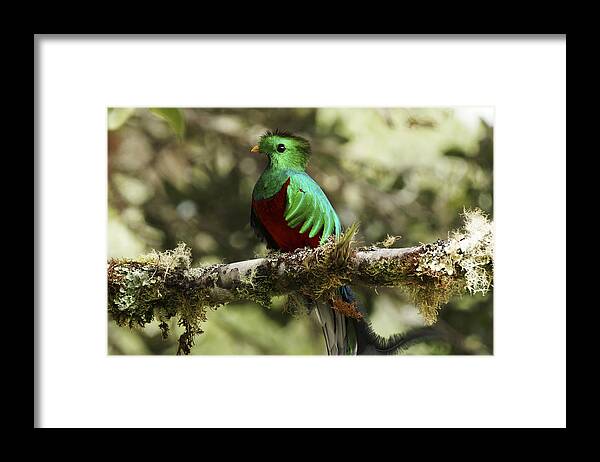 Feb0514 Framed Print featuring the photograph Resplendent Quetzal Male Costa Rica by Hiroya Minakuchi
