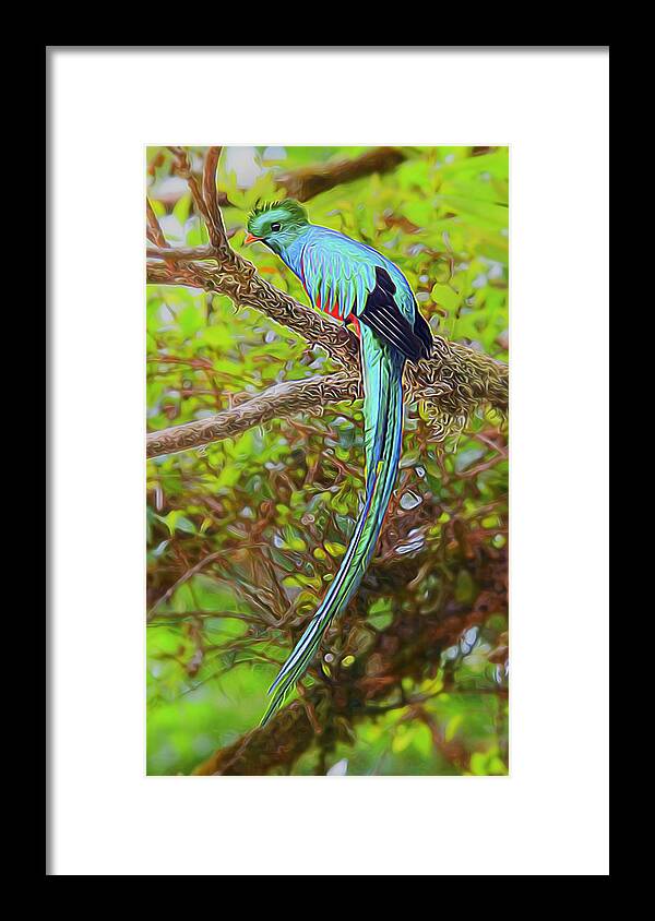 Nature Framed Print featuring the digital art Resplendent Quetzal by William Horden