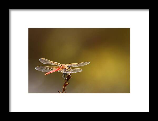 Dragonfly Framed Print featuring the photograph Rest Time 2 by FireFlux Studios