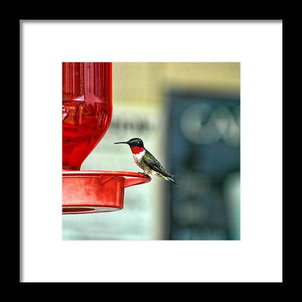 Hummingbird Framed Print featuring the photograph Resting by David Armstrong