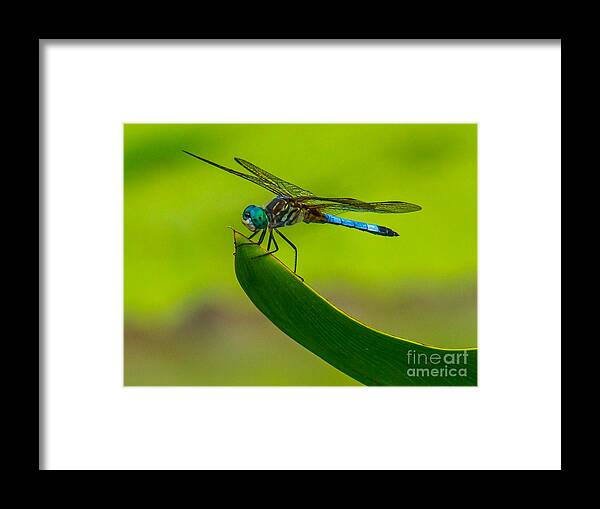 Animals Framed Print featuring the photograph Resting Dragonfly by Nick Zelinsky Jr