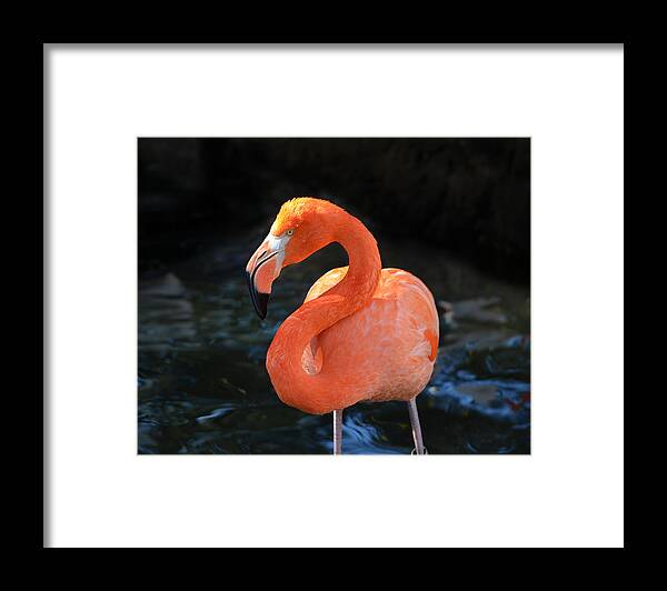 America Framed Print featuring the photograph Resting Flamingo by Maggy Marsh