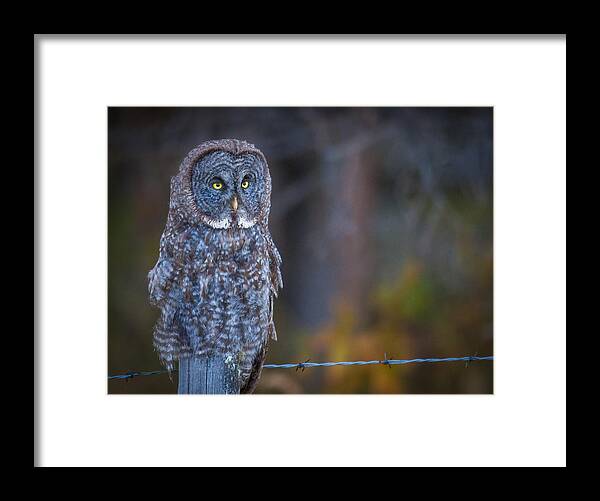 Owl Framed Print featuring the photograph Resting Ghost by Kevin Dietrich
