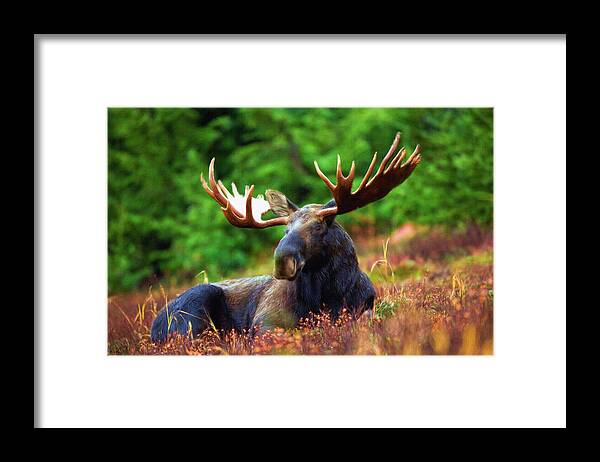 Moose Framed Print featuring the painting Resting in peace by Inspirowl Design