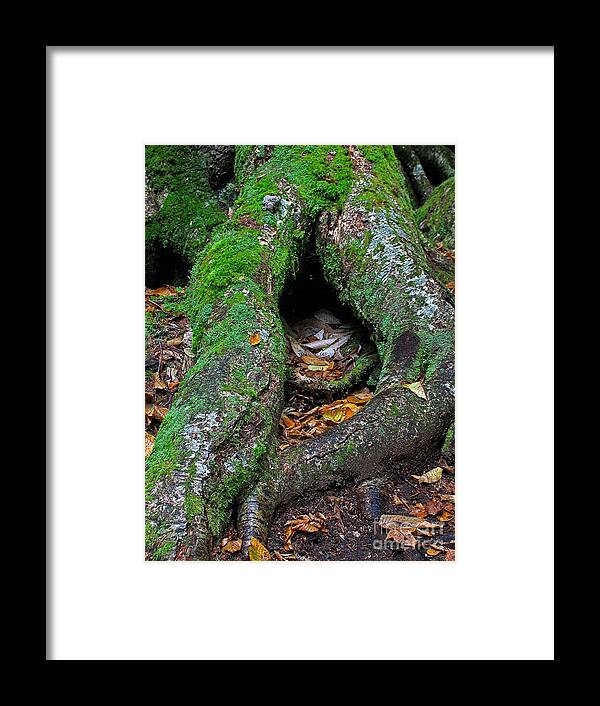 Tree Framed Print featuring the photograph Resting by Juergen Roth
