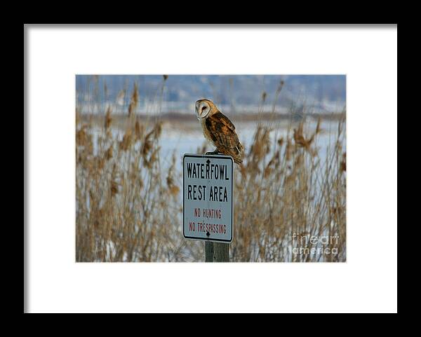 Barn Owl Framed Print featuring the photograph Resting Owl by Marty Fancy