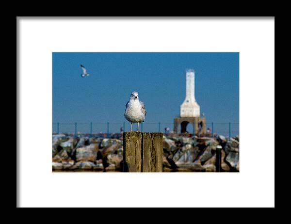 Seagull Framed Print featuring the photograph Resting Spot by James Meyer