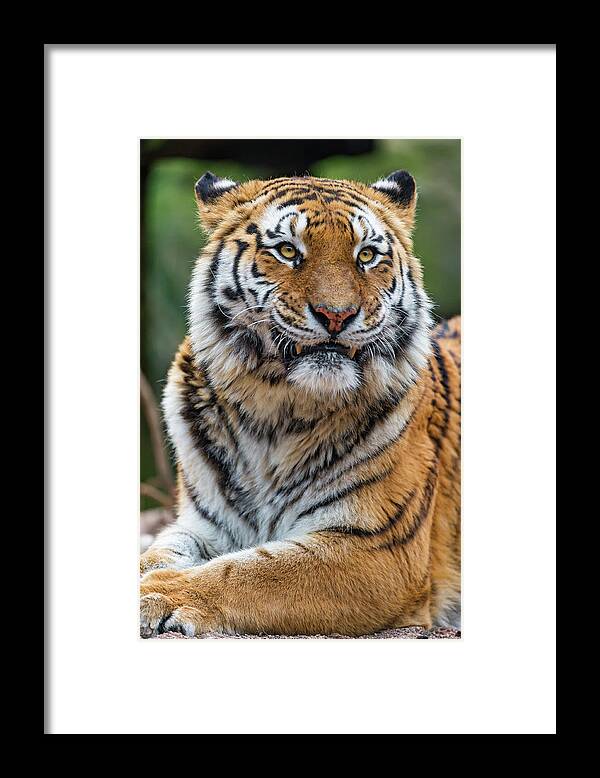 Animal Themes Framed Print featuring the photograph Resting Toundra by Picture By Tambako The Jaguar