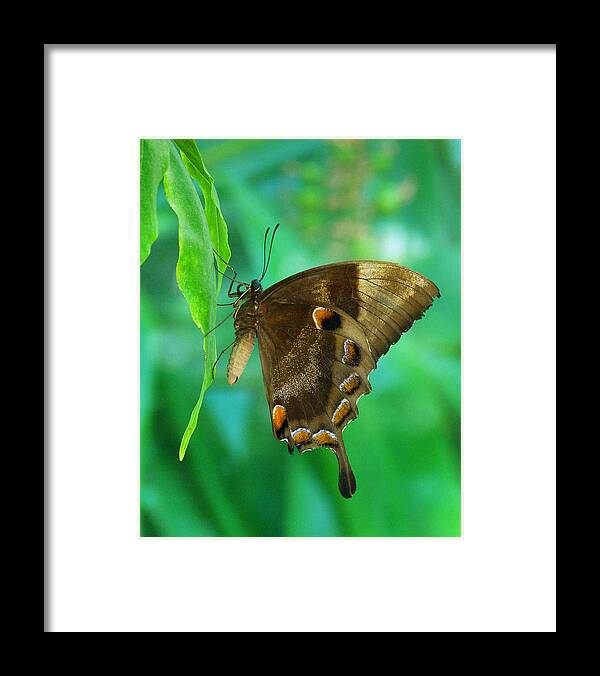 Ulysses Butterfly Framed Print featuring the photograph Resting Ulysses Butterfly by Margaret Saheed
