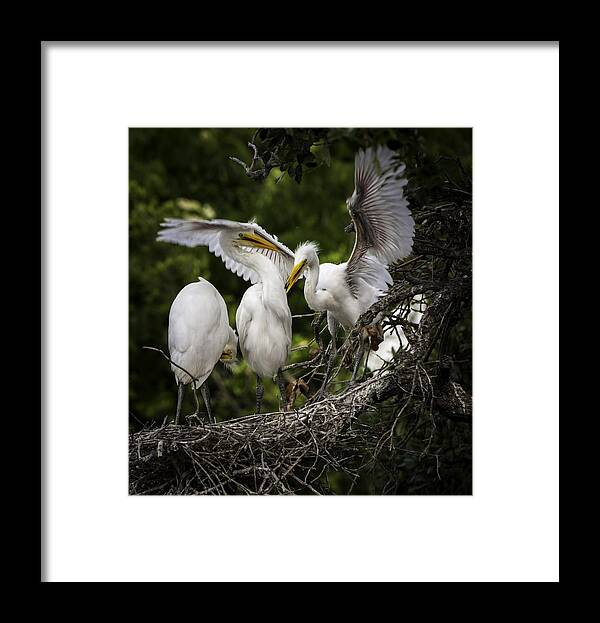 Rookery Framed Print featuring the photograph Restless Teenage Egrets by Donald Brown