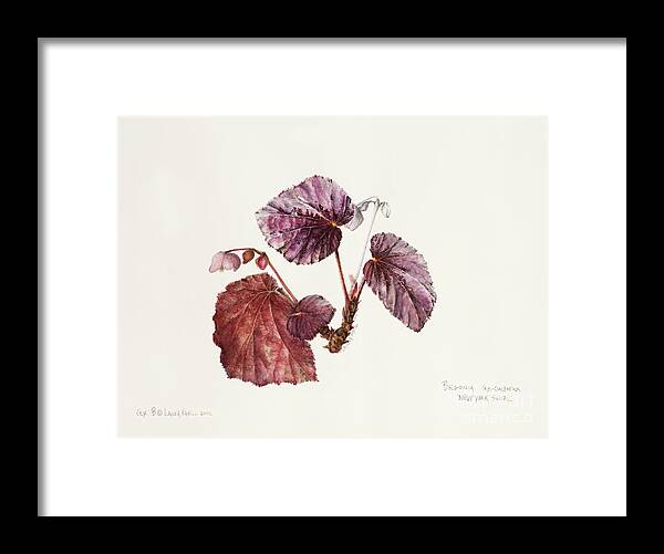 Begonia Framed Print featuring the painting rex B by Laura Hamill