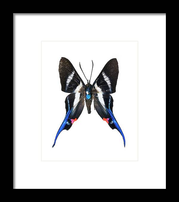 Rhetus Arcius Framed Print featuring the photograph Rhetus Arcius Butterfly by Lawrence Lawry
