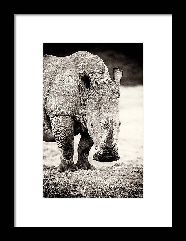 Africa Framed Print featuring the photograph Rhino After The Rain by Mike Gaudaur