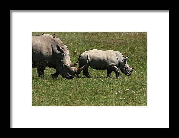 Rhinoceros Framed Print featuring the photograph Rhinoceros by Aidan Moran