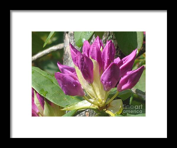 Flower Framed Print featuring the photograph Rhodo Buds N Raindrops by Christina Verdgeline