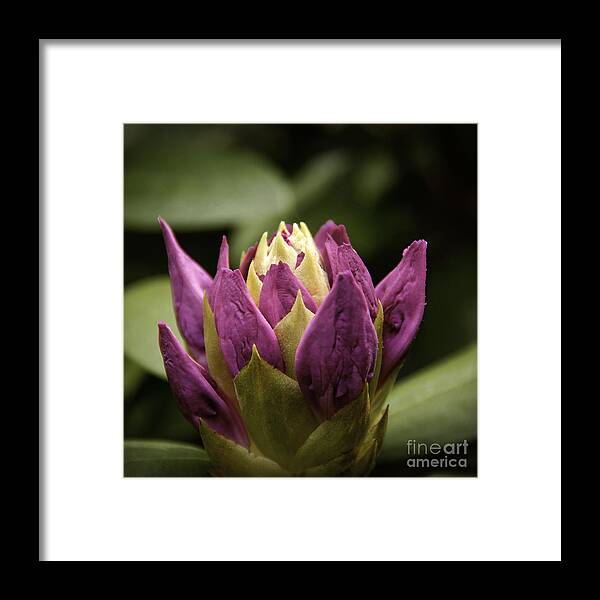 Rhododendron Framed Print featuring the photograph Rhododendron Flower Bud by Phil Cardamone