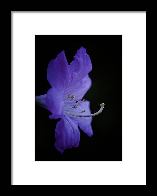 Rhododendron Framed Print featuring the photograph Rhododendron by Ron Roberts