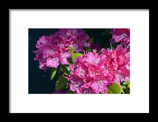 Rhododendrons Framed Print featuring the photograph Rhododendrons II by Carol Eliassen