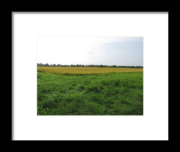 Rice Framed Print featuring the photograph Rice Field by Beth Vincent