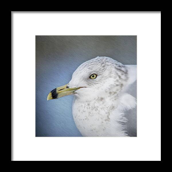 Seagull Framed Print featuring the photograph Ring Bill Gull Portrait by Cathy Kovarik