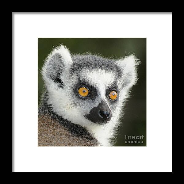 Prott Framed Print featuring the photograph ring-tailed lemur Madagascar 5 by Rudi Prott