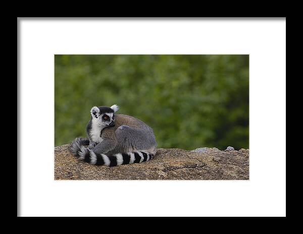 Feb0514 Framed Print featuring the photograph Ring-tailed Lemur Resting On Rocks by Pete Oxford