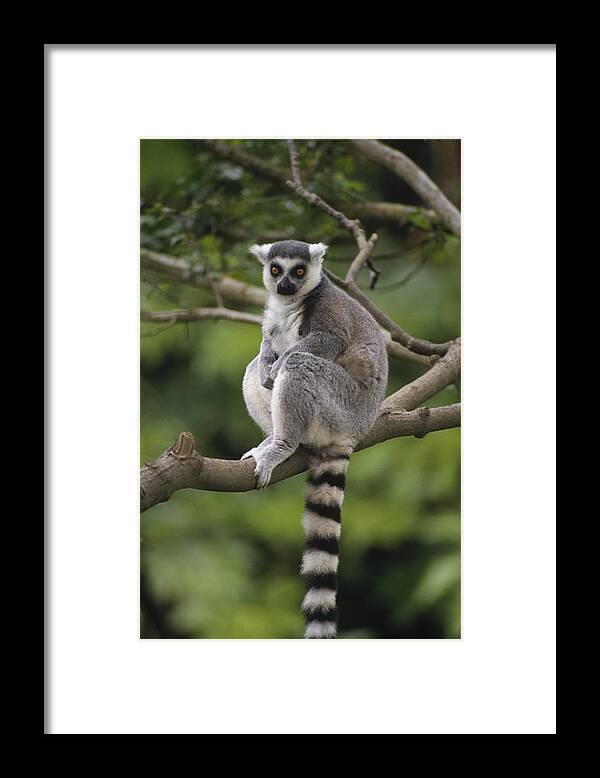 Feb0514 Framed Print featuring the photograph Ring-tailed Lemur Sitting Madagascar by Gerry Ellis