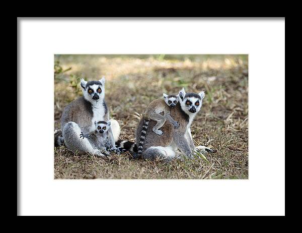 Feb0514 Framed Print featuring the photograph Ring Tailed Lemur With Young Madagascar by Konrad Wothe