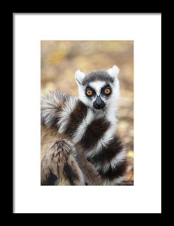 Feb0514 Framed Print featuring the photograph Ring Tailed Lemur Wrapped In Tail by Konrad Wothe
