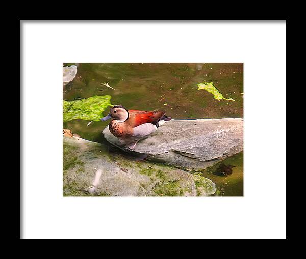 Bird Framed Print featuring the photograph Ringed Teal on a rock #2 by Flees Photos
